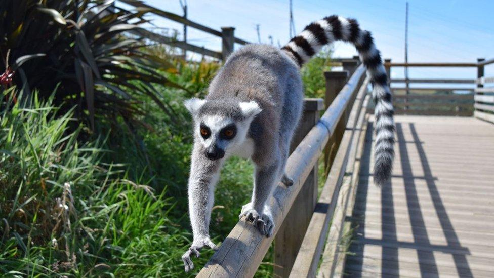 Ring tailed lemur