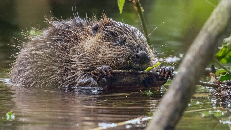 Beaver kit feeding