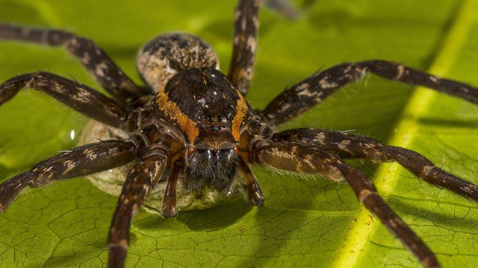 A big spider called Dolomedes briangreenei Dolomedes briangreenei on a leaf