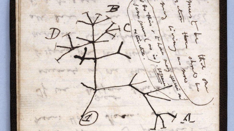 Darwin's Tree of Life sketch is among the missing notes