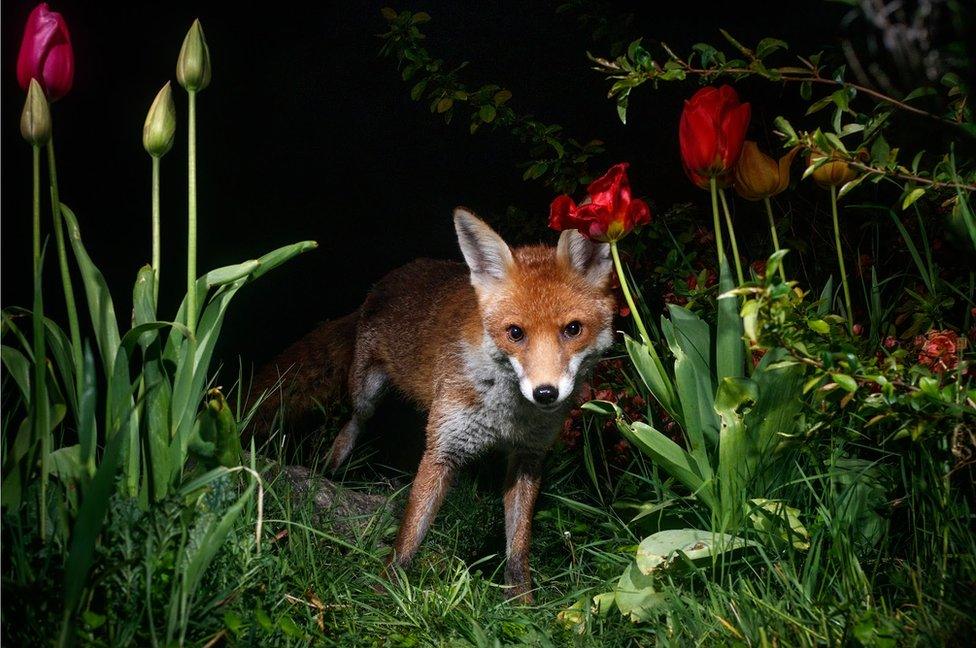 A fox in a garden in Amersham, England