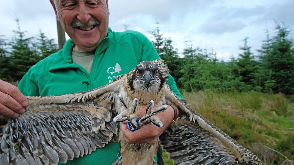 Ornithologist Martin Davison holding an osprey chick