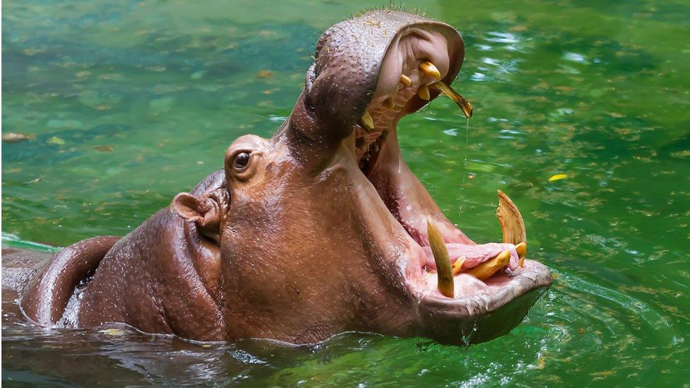 hippo-open-mouth.