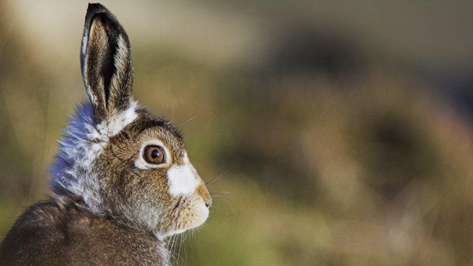 Mountain Hare