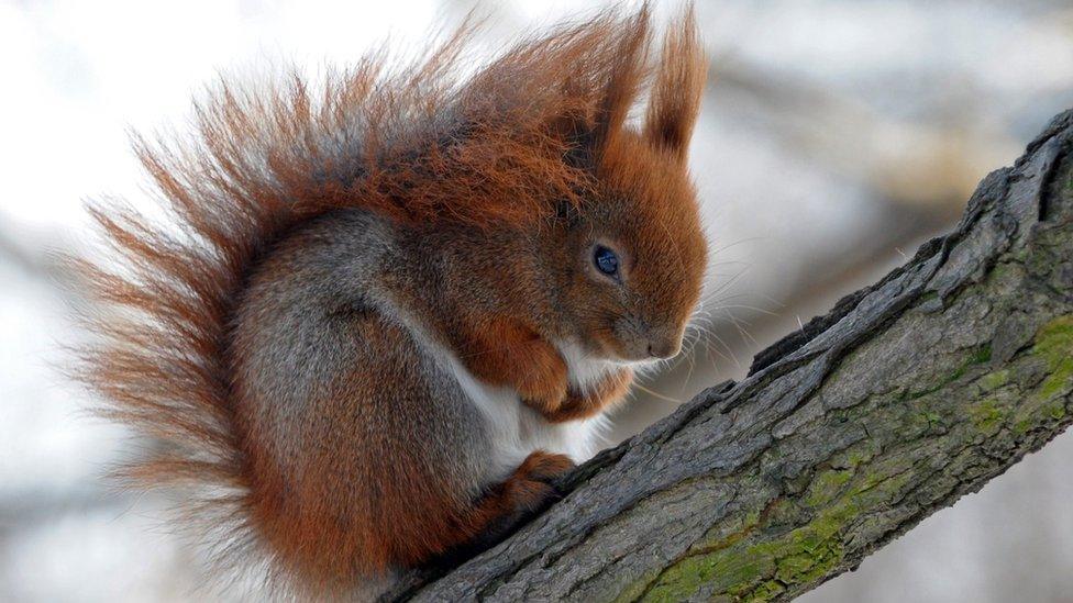 Red squirrel