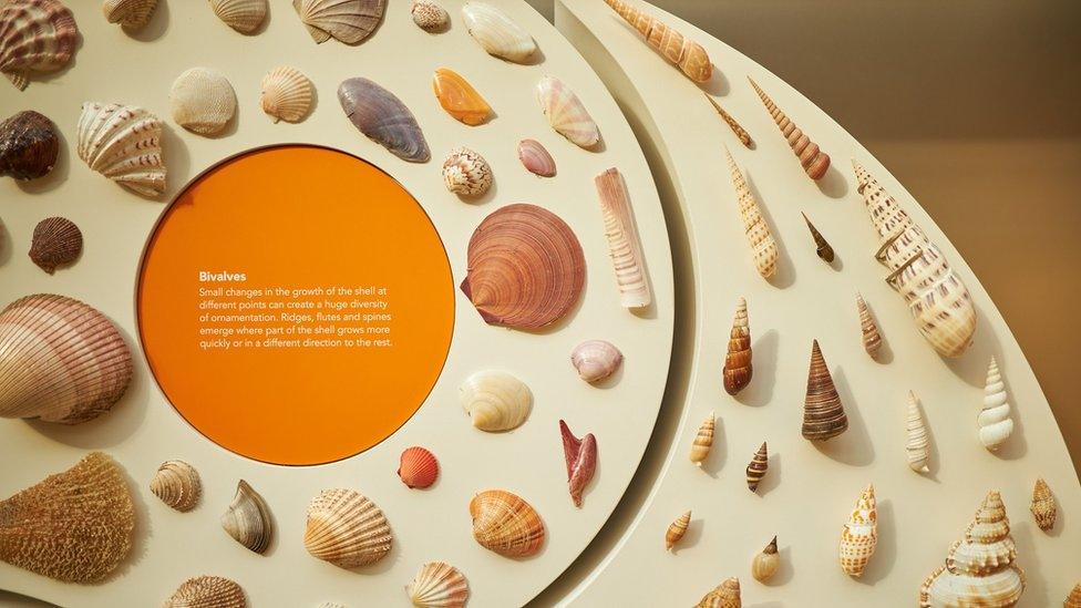 Shells on display at the museum