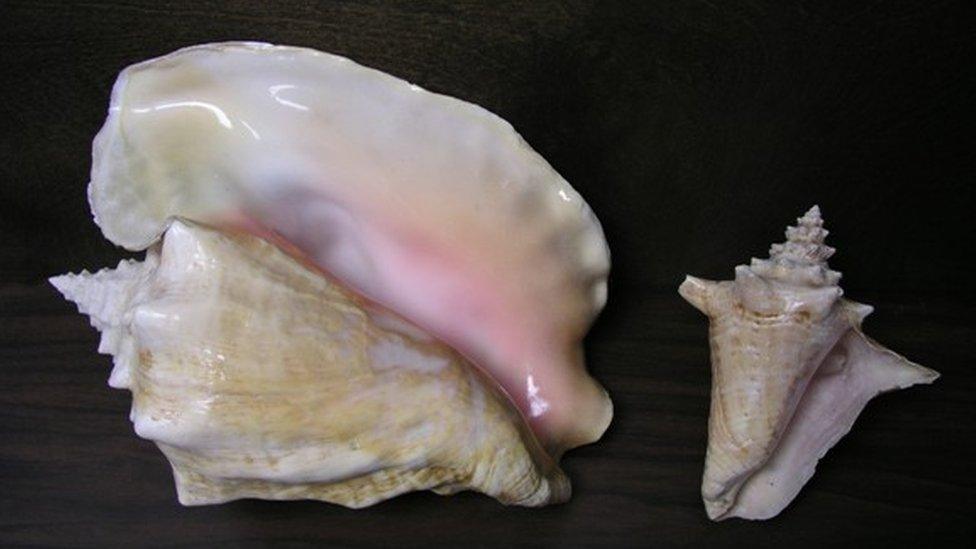 conch shell