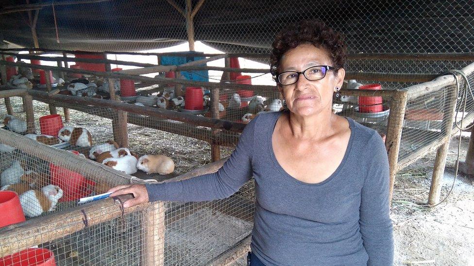 Guinea pigs A popular Peruvian delicacy BBC News