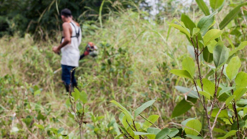 A farmer from the community of La Carmelita, Colombia, cuts away weeds from his coca plantation