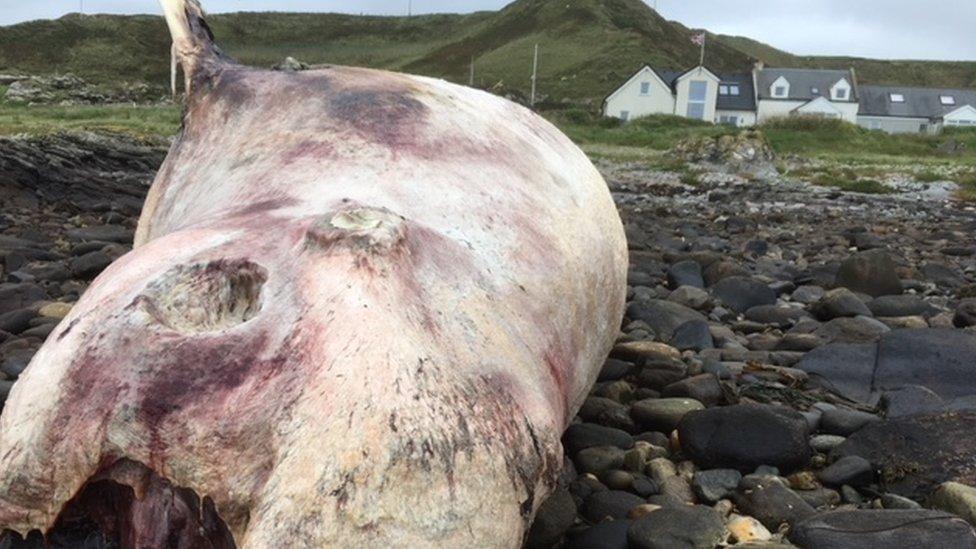 Scottish Marine Animal Stranding Scheme