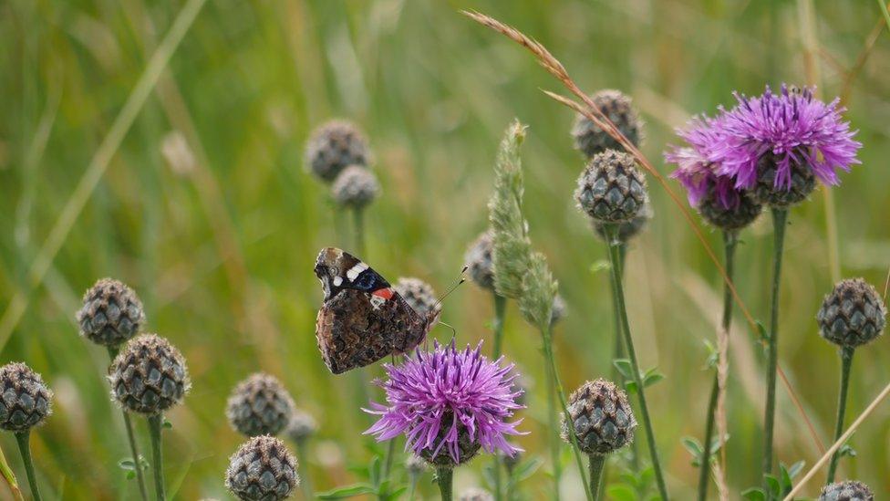 Purple flowers with a butterfly on it