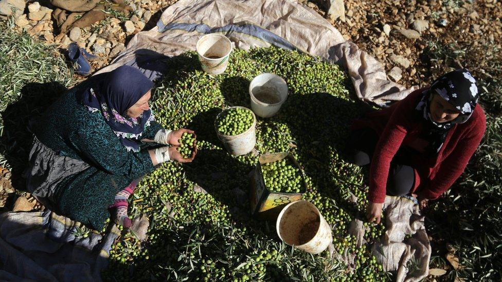 Two women sorting through fresh olives on a sheet on the ground