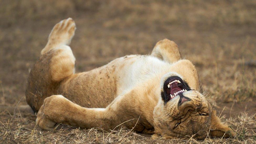 young-lion-on-back-'laughing'