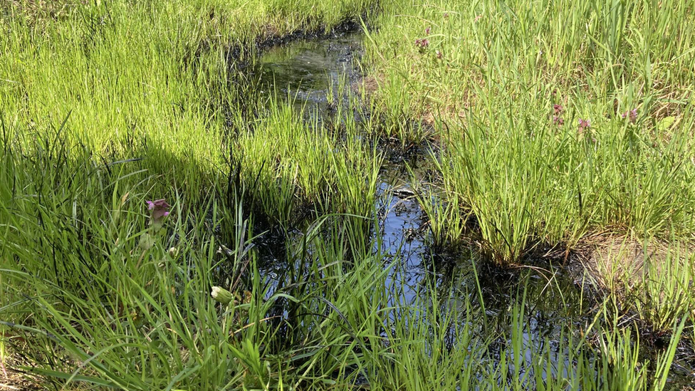 An apparent water course which has been contaminated with oil