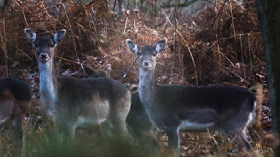 Deer with crossbow bolt in its head