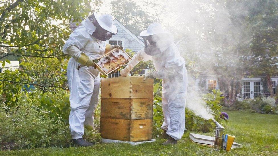 Best Bees Company workers