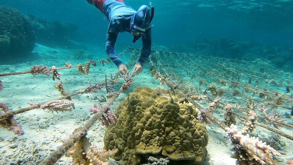 Victor-scuba-diving-to-tend-to-coral-nursery