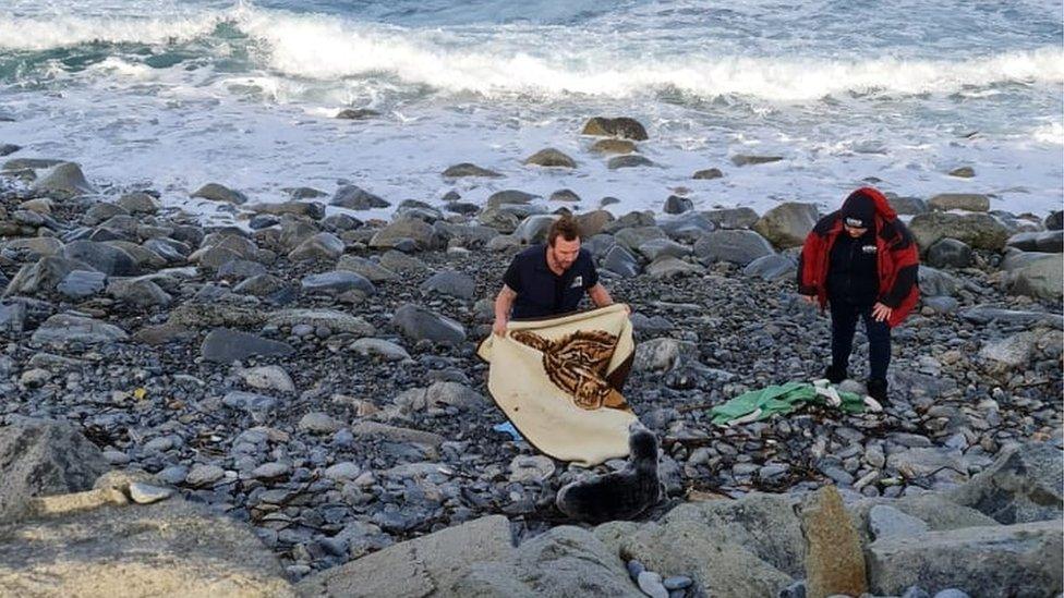 Seal pup rescue