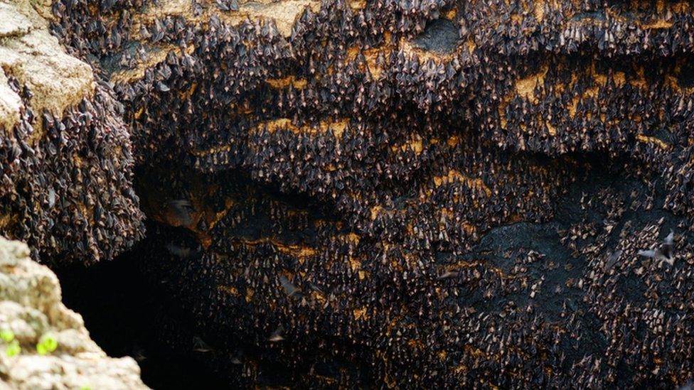 Cave of bats