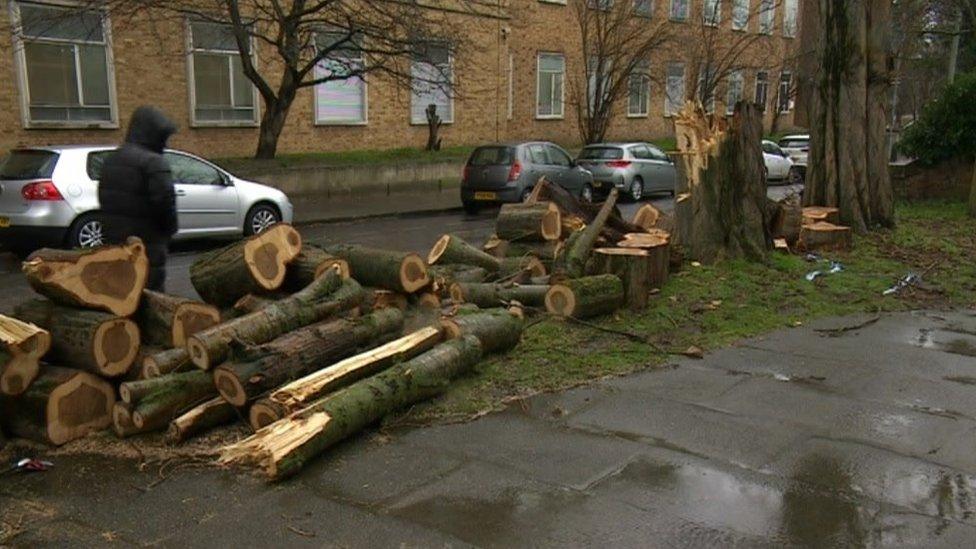 The fallen tree on Portman Road, Ipswich