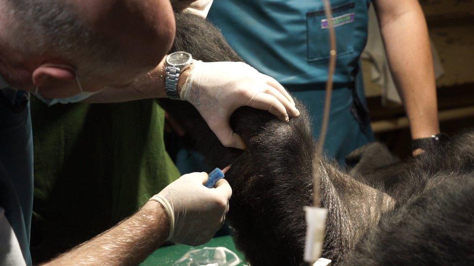 Liesel the Gorilla being injected