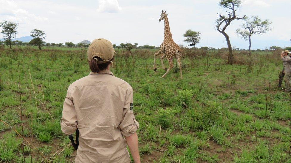 Sarah Roffe, Team Manager of giraffes at Chester Zoo, helps protect one of the last remaining populations of Rothschild's giraffe in Kidepo Valley National Park, Uganda