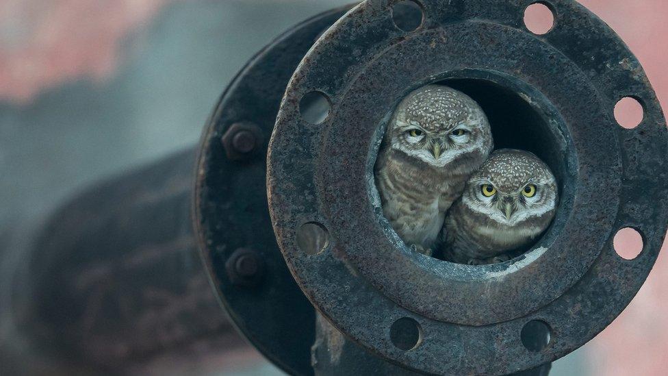 two spotted owlets inside pipe