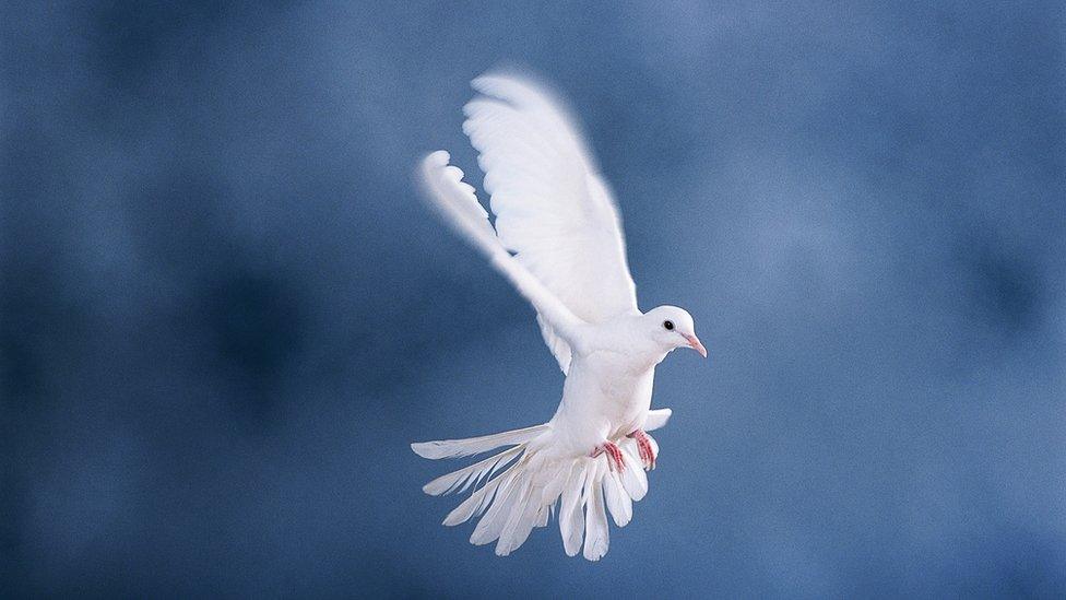 Dove in flight