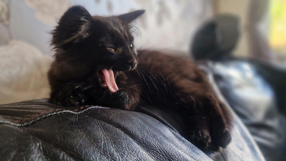 a black kitten yawning