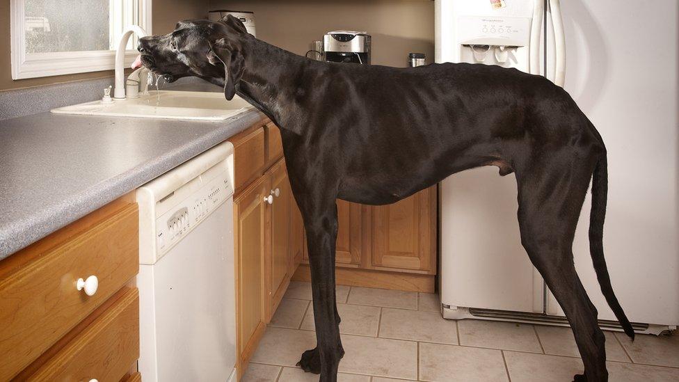 Zeus-the-great-dane.