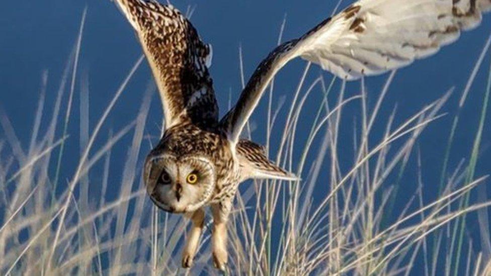 Short-eared owl