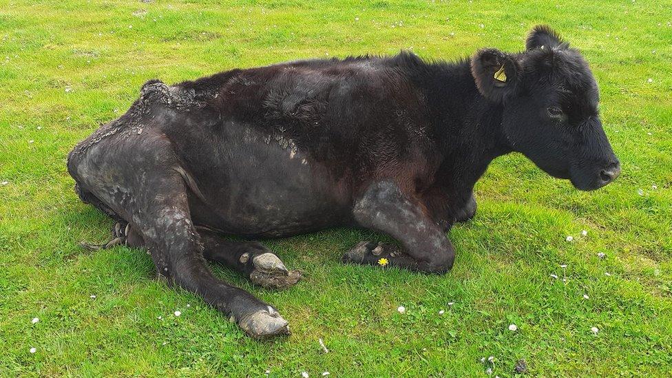 cow in field