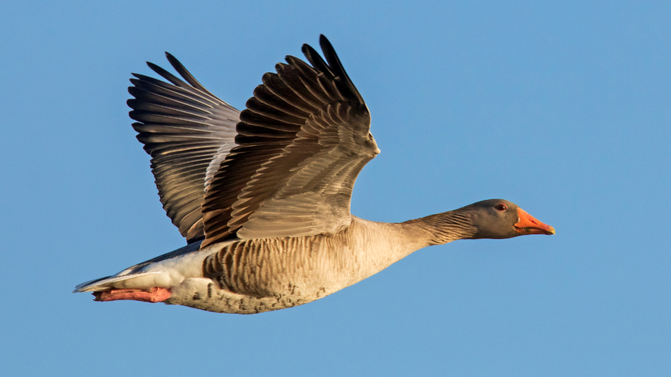 Greylag goose