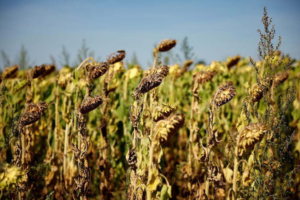 A sunflower field is seen near D'Huison-Longueville as a historical drought hits France, 8 August 2022.