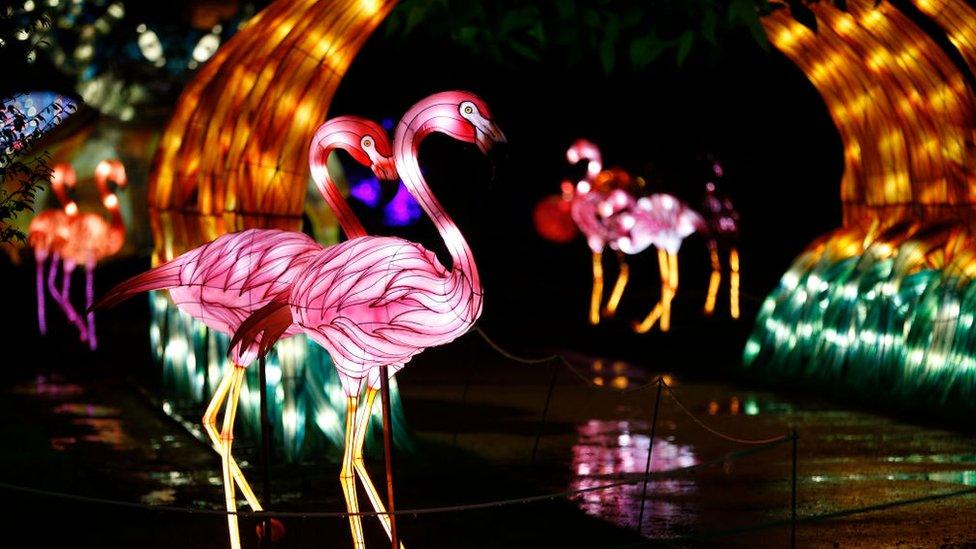 flamingo in a tunnel