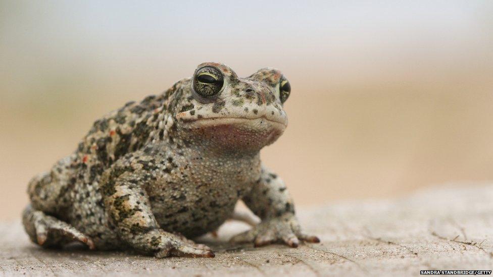 Natterjack toad on a log