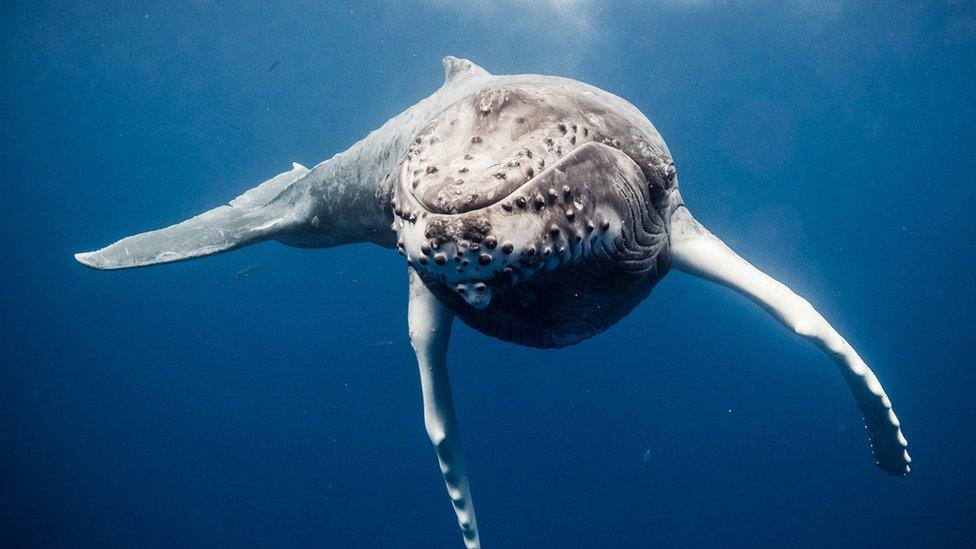 hump-back-whale