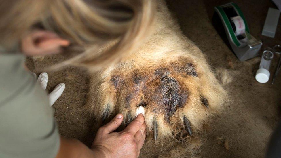 The polar bear's paws