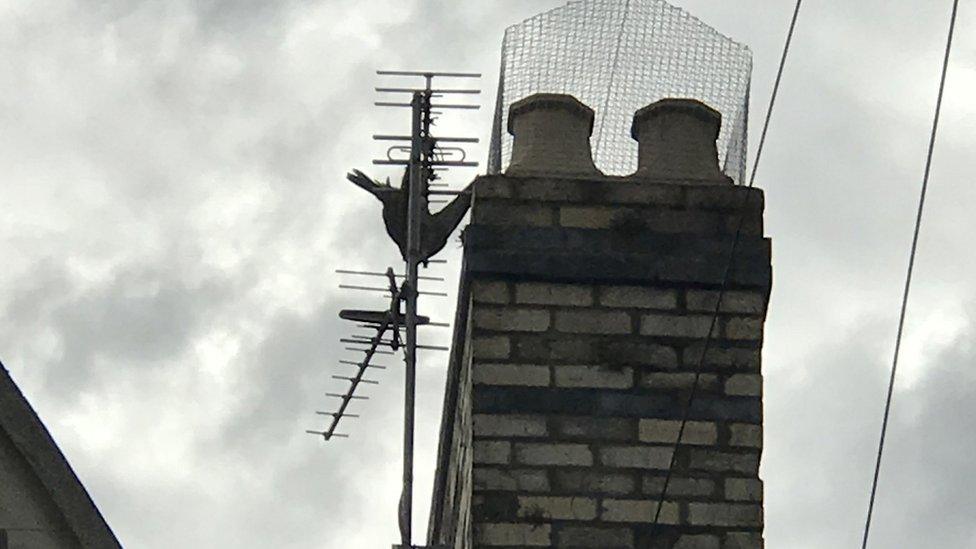 The peregrine falcon hanging upside down from a television aerial