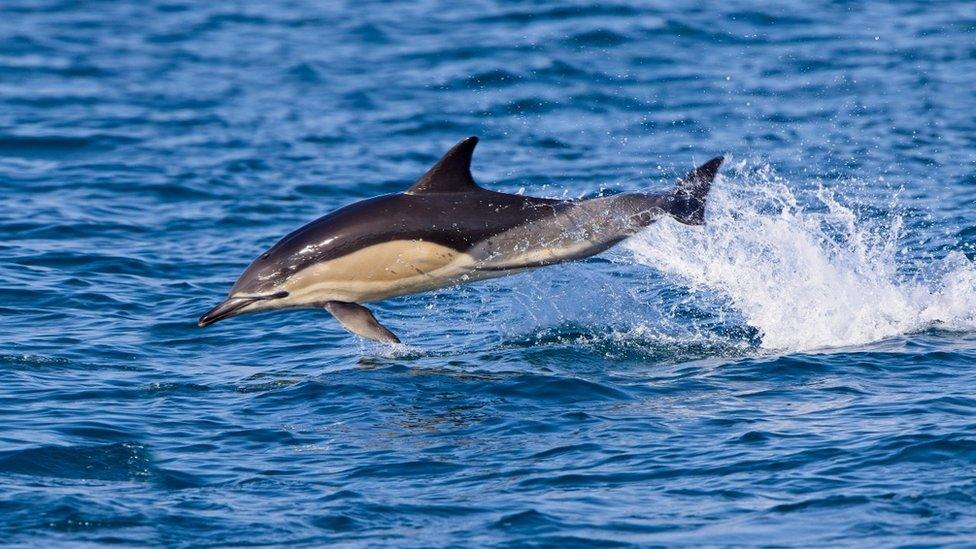 Common dolphin