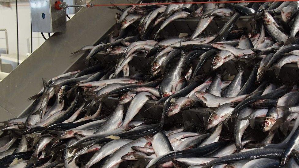 Herring on the production line at FF Skagen