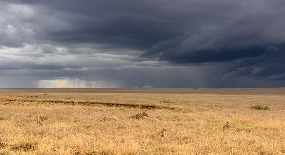 Cheetahs on a plain under stormy clouds