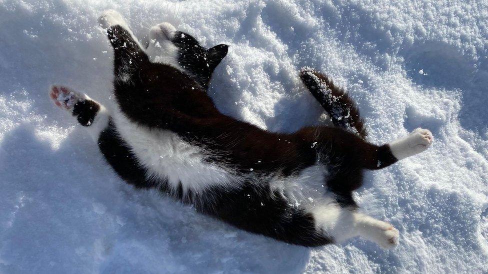 Cat in snow