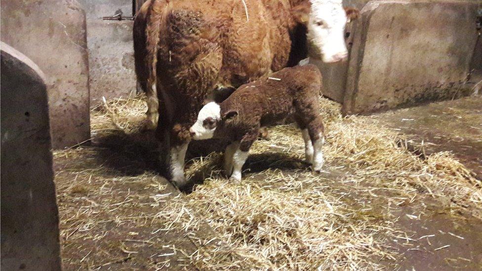 the bull calf and its mother