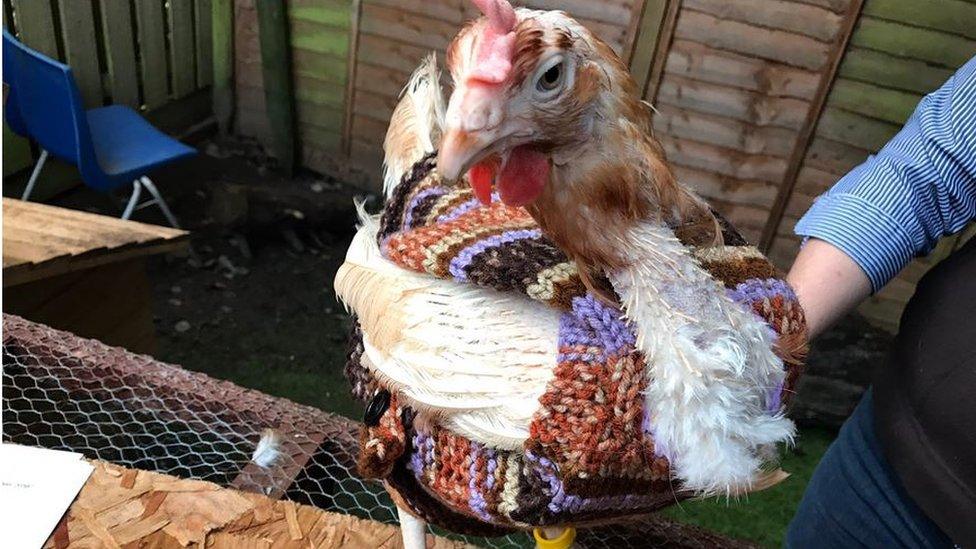 Chicken in jumper