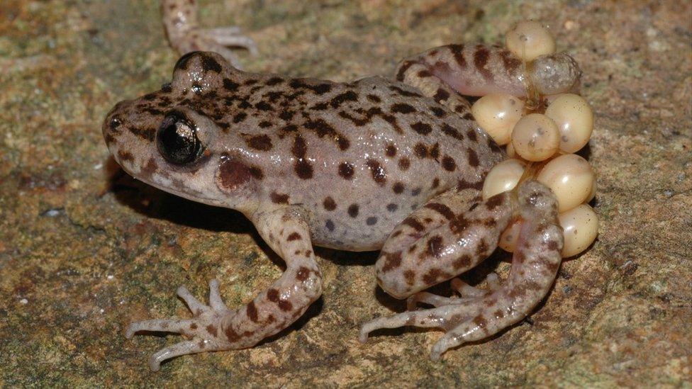 Mallorcan midwife toad