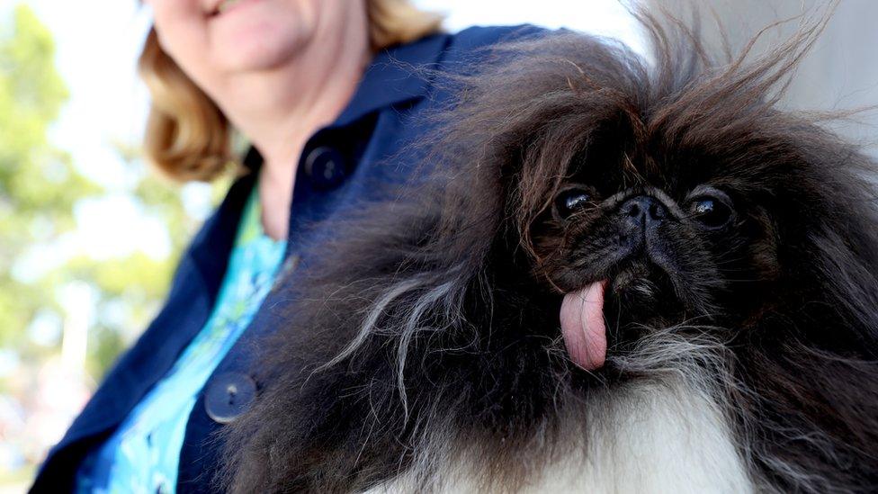 A dog called Wild Thang being held by woman