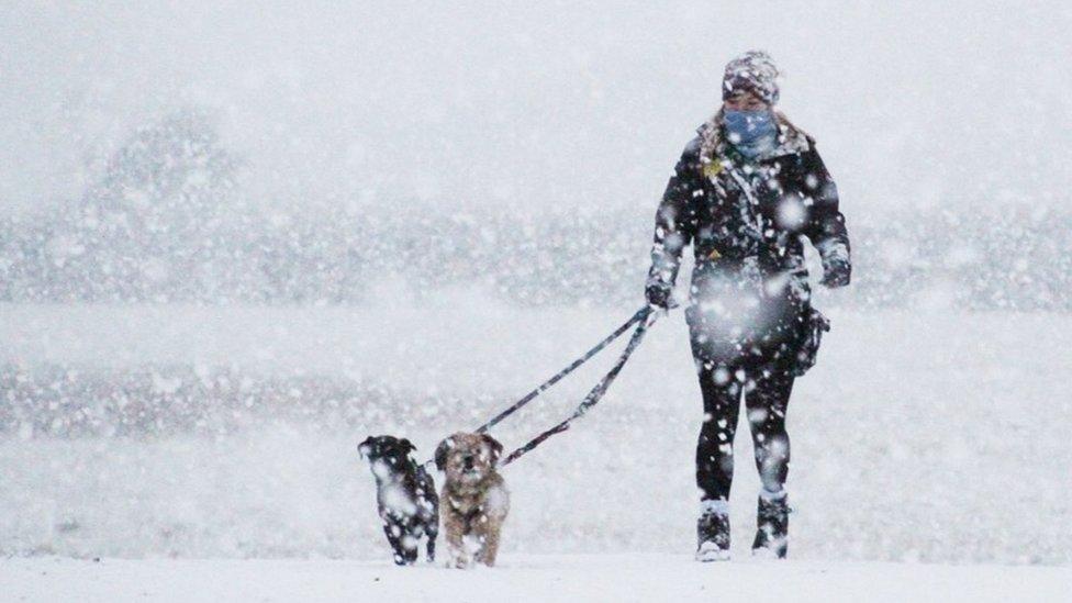 Dogs out for a walk in the snow