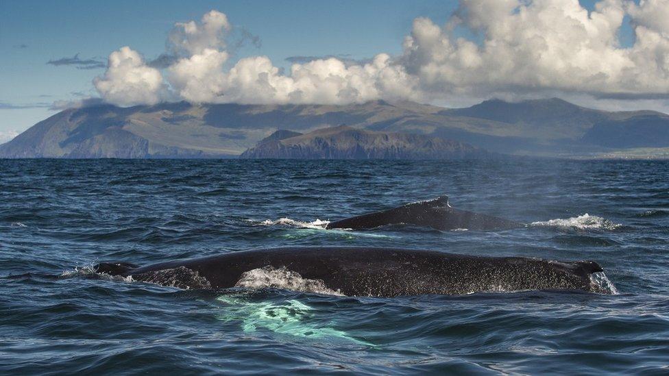 Humpback whales Dingle