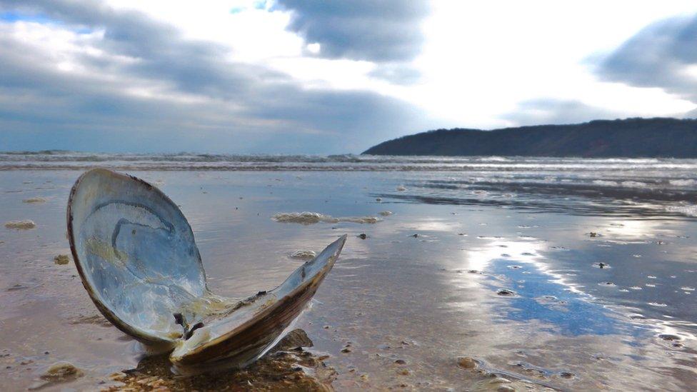 A shell on Oxwich Bay, Gower, taken by Rhys Howell-Jones